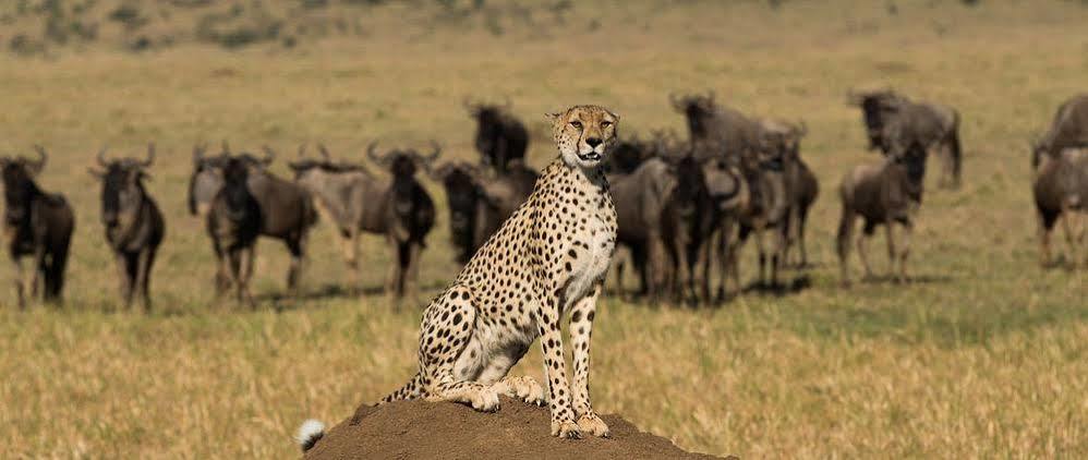 Отель Mahali Mzuri Масаи-Мара Экстерьер фото